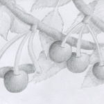 dessin de cerises au crayon gris