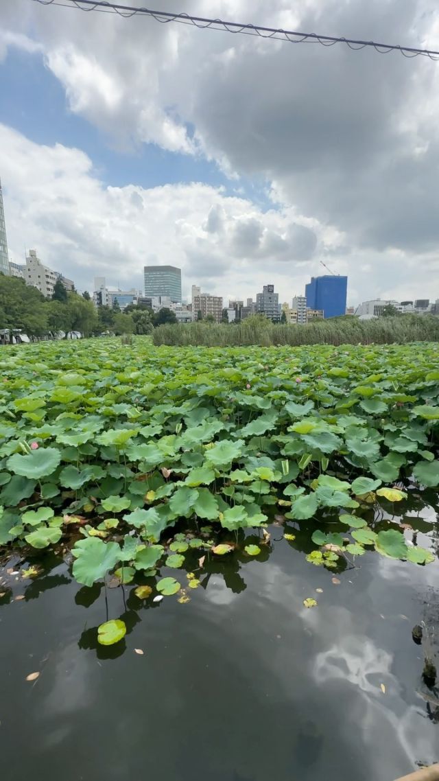 Magnifique étang de lotus à #uenopark Une ballade reposante en plein milieu de la ville. 
#carpes #uenoparktokyo #fleursdelotus